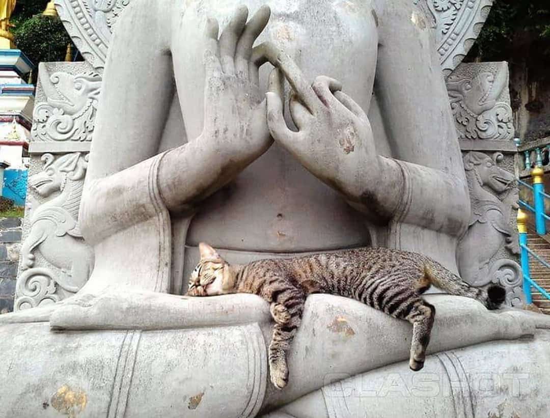 Buddha cat